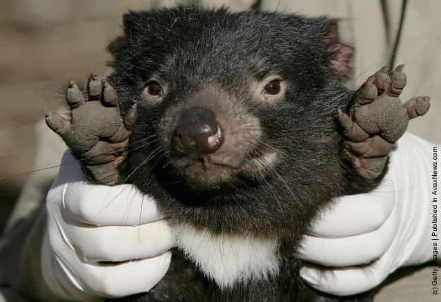 Horrible Tasmanian Devil