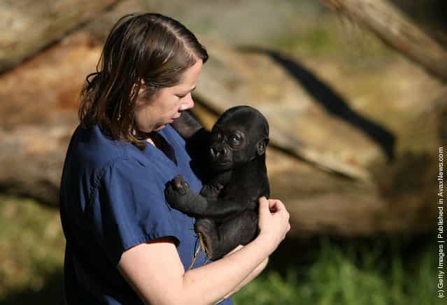 Gorilla Hasani In A Zoo Of San Francisco