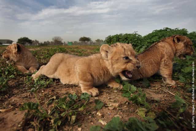 One Month Old Lions