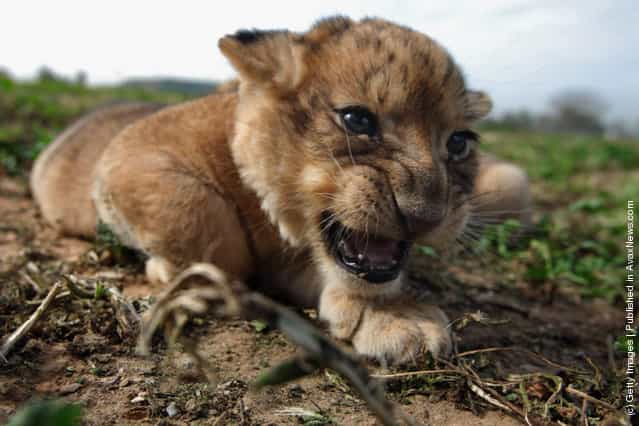 One Month Old Lions