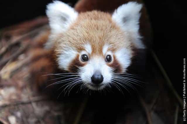 Taronga Zoo Welcomes Baby Red Panda