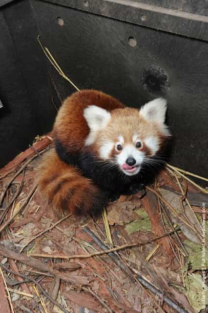 Taronga Zoo Welcomes Baby Red Panda