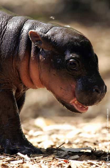 Baby Pygmy Hippopotamus