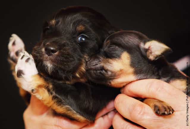 Newborn Chihuahua