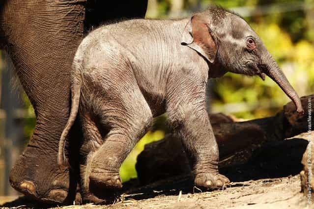 Taronga's First Female Baby Elephant Calf Ventures Outside The Paddock