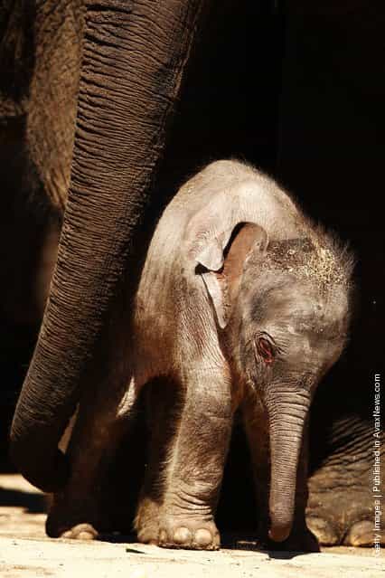 Taronga's First Female Baby Elephant Calf Ventures Outside The Paddock