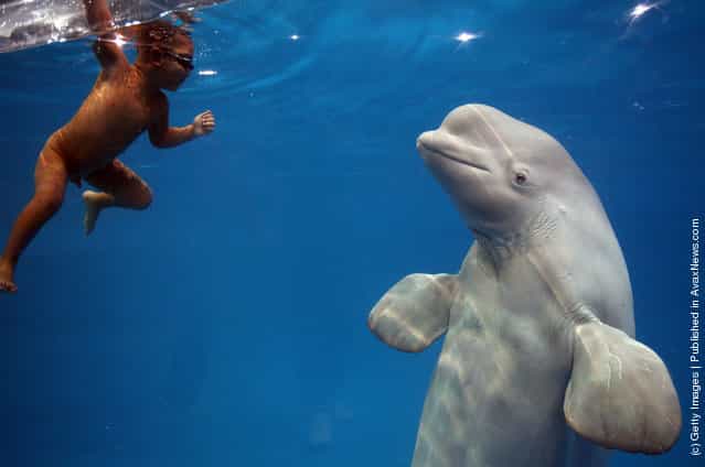 Four-year-old Chinese Boy Swims With Beluga Whale