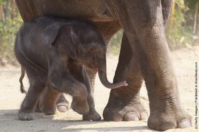 Munich Zoo Presents Baby Elephant