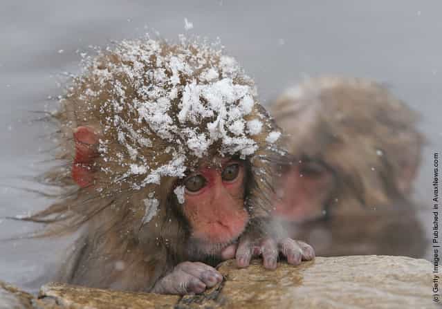 Japanese Macaques Bathe In Hot Springs