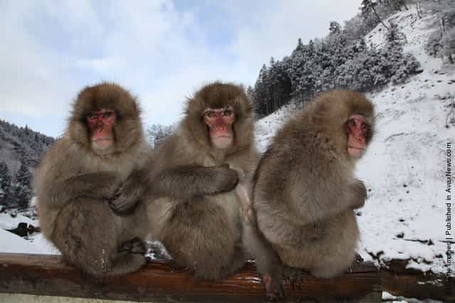 Japanese Macaques Bathe In Hot Springs