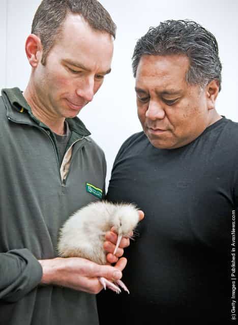 Rare Kiwi Chick Born In Wildlife Centre