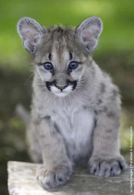 Cougar Cub