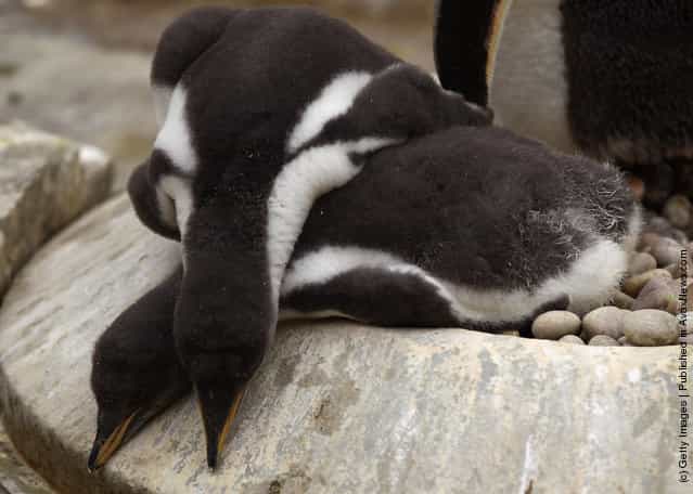 Adult Penguins Keep An Eye On Their Newly Born Chicks