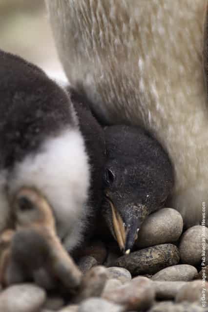 Adult Penguins Keep An Eye On Their Newly Born Chicks