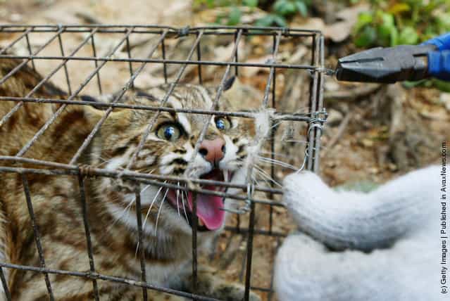 Many-sided China. Workers Save Animals At The Guangdong Wild Animal