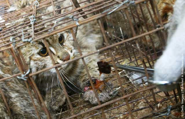 Many-sided China. Workers Save Animals At The Guangdong Wild Animal
