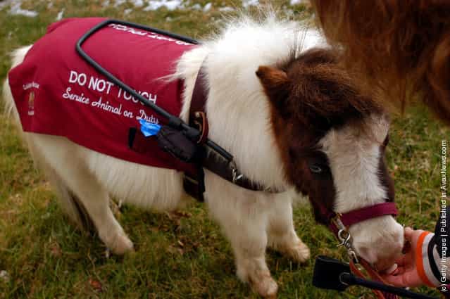 Guide Horse: Tiny Horse Keeps Eyes On Big Responsibility