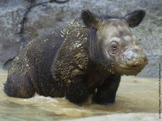 Baby Sumatran Rhino