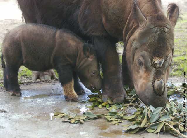 Baby Sumatran Rhino