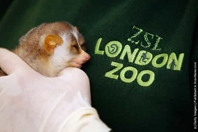 Two Baby Loris Are Given A Health Check By Veterinary Staff At London Zoo