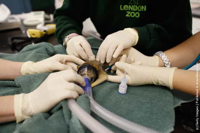 Two Baby Loris Are Given A Health Check By Veterinary Staff At London Zoo