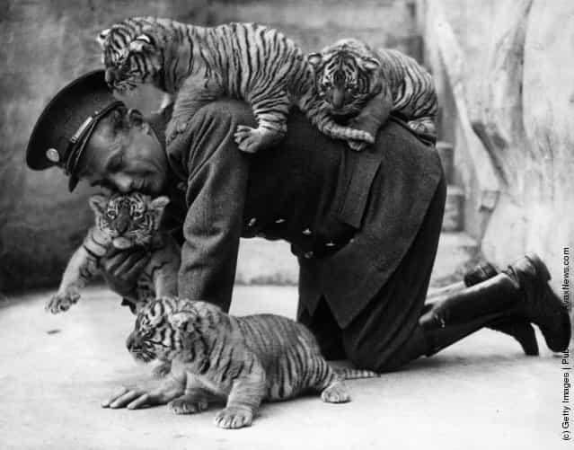 Eight week old tiger cubs belonging to Ranee, a tiger ar Whipsnade zoo, find that their keeper is very useful as a climbing post, 1937