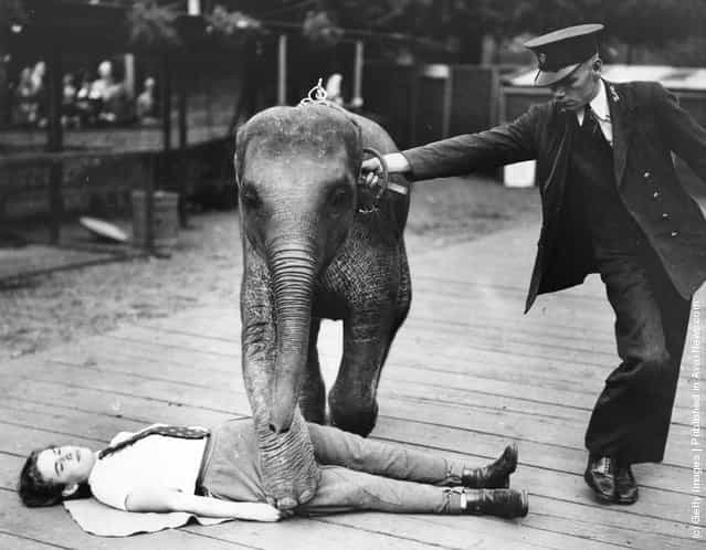 Keepers at London Zoo teaching an 18 month old baby Indian elephant to perform tricks, 1937