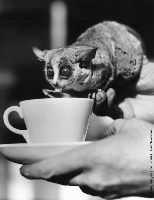 Wilfred a South African bush baby in London Zoo enjoys his morning cocoa from a teaspoon, 1938
