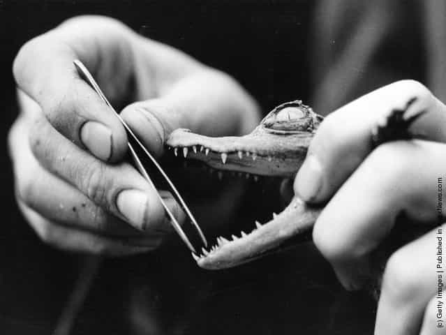 A young crocodile receiving some dental attention on its baby teeth from a keeper armed with tweezers, 1938