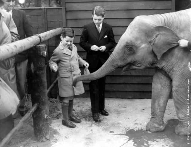 Giving sugar to the baby elephant, 1938