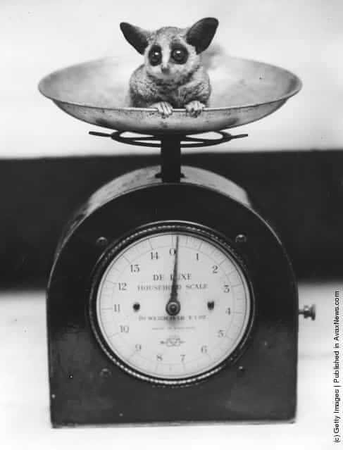 A baby bush-baby in a set of scales at London Zoo shortly after birth, 1938