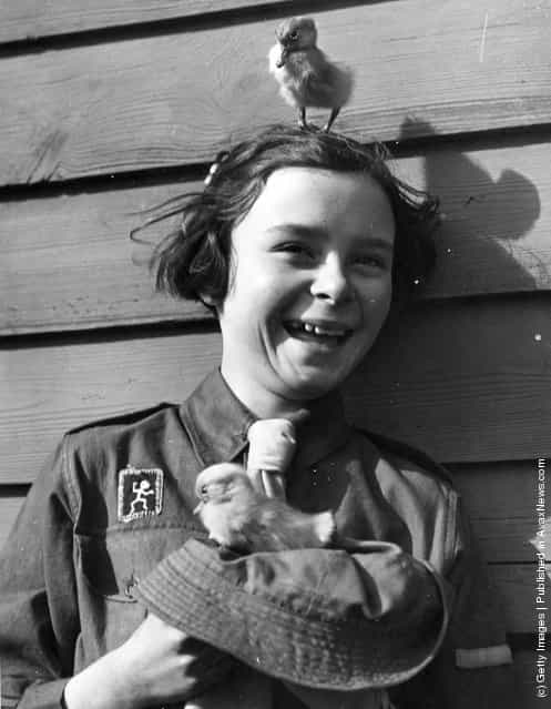 A young Brownie Girl Guide holding a duckling whilst another is standing on her head, 1939