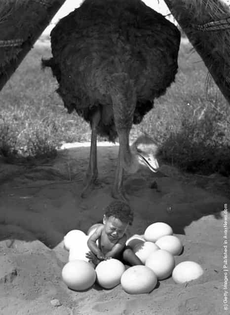 A baby in Oudtshoorn, Cape Province in South Africa, sitting in a pile of Ostrich eggs with the Ostrich stood behind, 1939