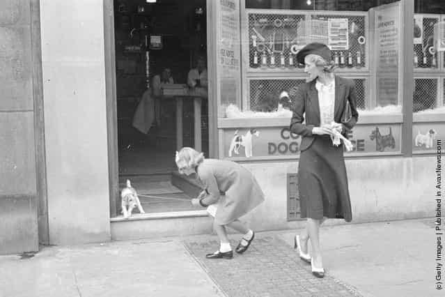 A little puppy is reluctant to leave the Complete Dog Service shop where pet owners go to seek advice, inoculations against distemper, petcare equipment, pet food and pet grooming services, 1940