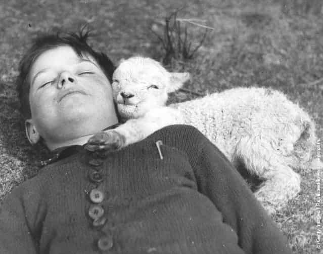 A newly-born lamb suggles up to a sleeping boy, 1940