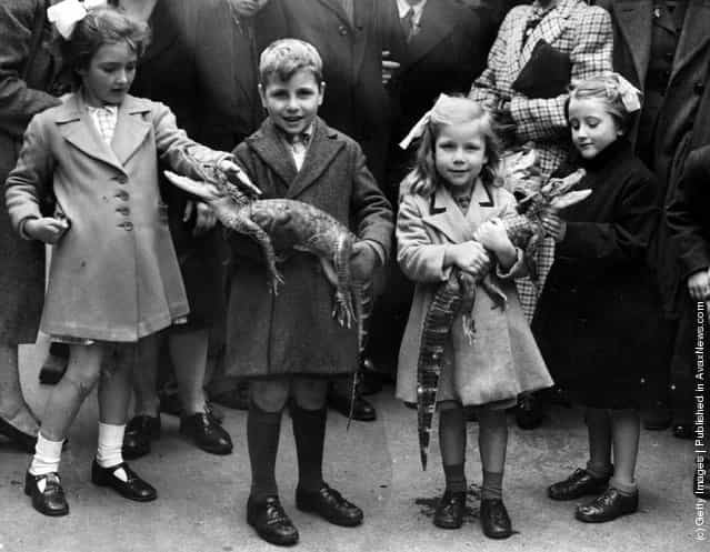 Children playing with baby alligators, 1943