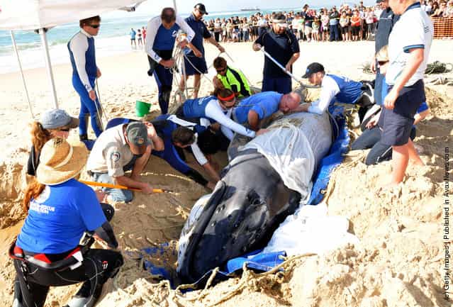 Volunteer rescue a beached humpback calf to sea at Surfers Paradise Beach on the Gold Coast, Australi