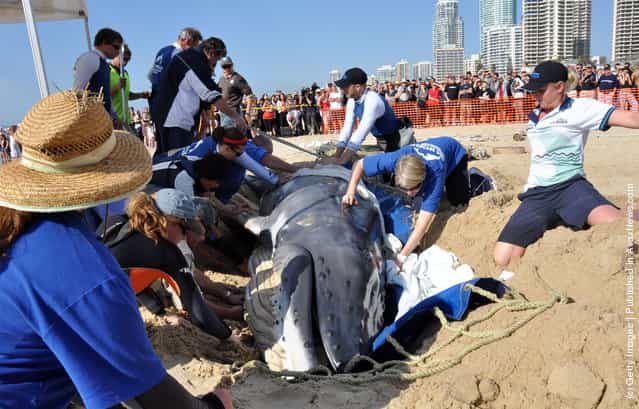 Volunteer rescue a beached humpback calf to sea at Surfers Paradise Beach on the Gold Coast, Australi