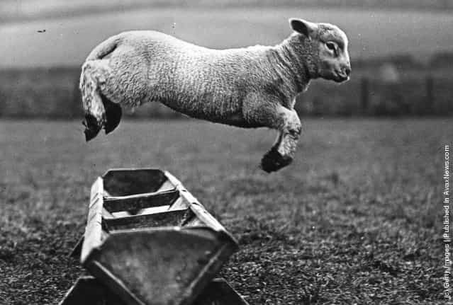 A lamb jumping over a trough