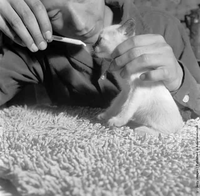 A kitten being fed by its owner from a pipette filled with milk