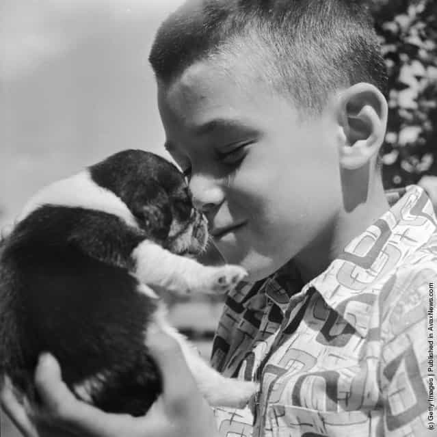 A boy gives love to a pet beagle puppy