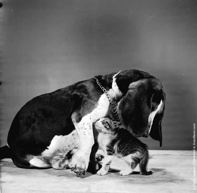 A kitten playing with a basset hound