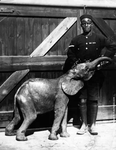 New arrivals at London Zoo; a baby African elephant in the care of a policeman, both from Sierra Leone, 1950