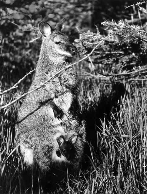 A wallaby, a small species of kangaroo with a baby or joey in its pouch