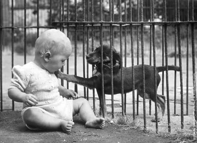 A baby playing with a stray dog at the Brighton Animal Hospital, 1950