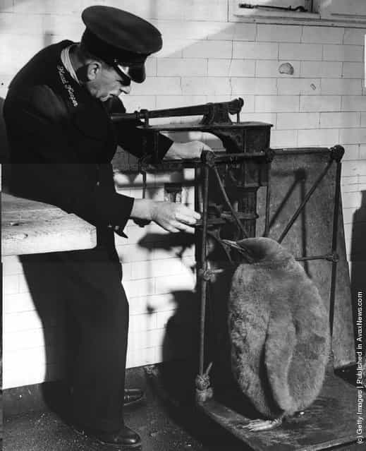 Keeper Herbert Jones weighs Prince, the baby King Penguin at London Zoo