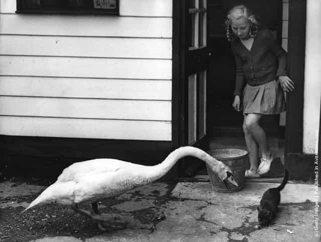 A visiting swan shows its resentment of the resident kitten