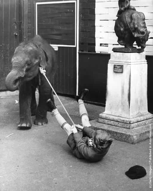 A baby elephant pulling a child along on a string