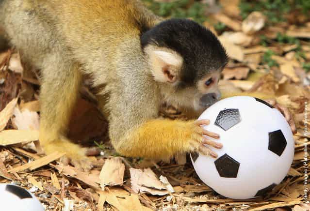 A Bolivian Squirrel monkey plays with a toy football at London Zoo