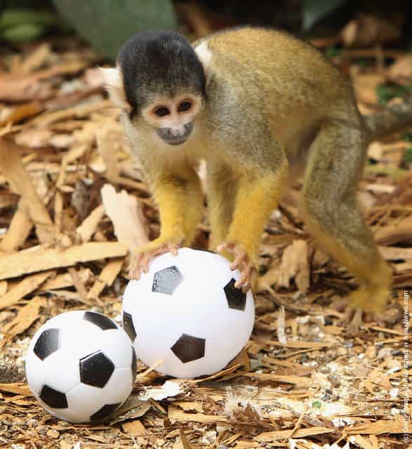 A Bolivian Squirrel monkey plays with a toy football at London Zoo